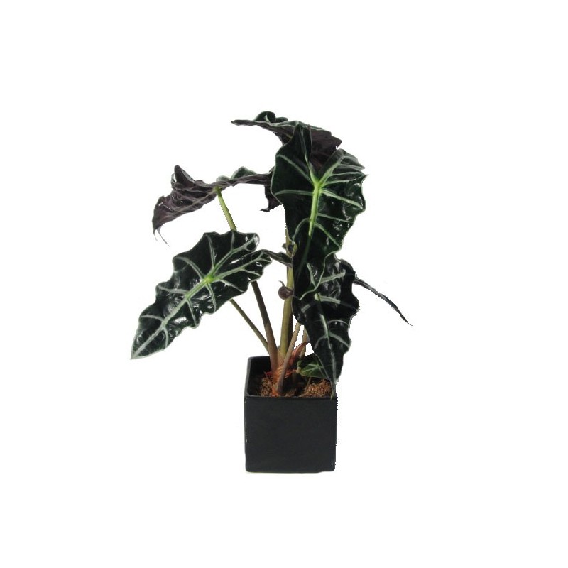 Alocasia polly