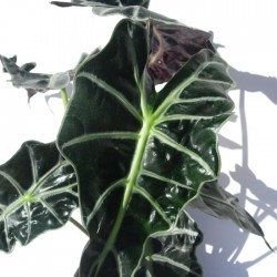 Alocasia polly