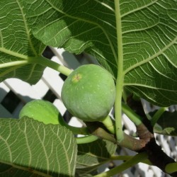 Higuera napolitana
