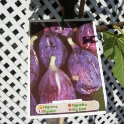 Higuera napolitana