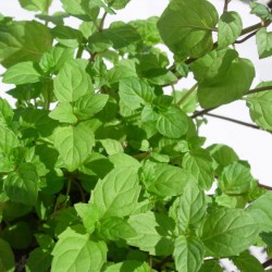 Mentha piperita ecológica