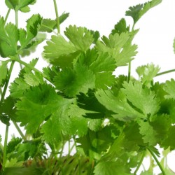 Cilantro ecológico