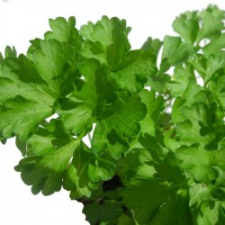 Perejil hoja rizada ecológico