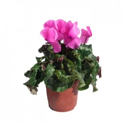 Cyclamen