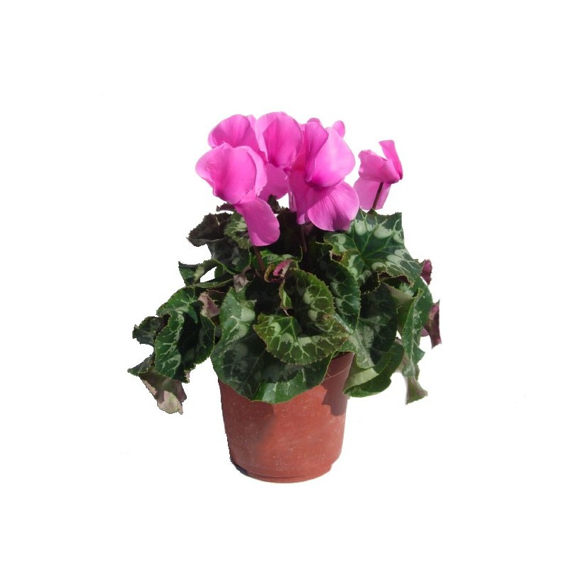 Cyclamen