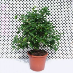 Limequat