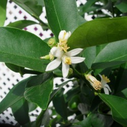 Limequat