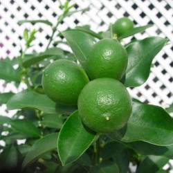 Limequat