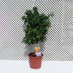 Kumquat