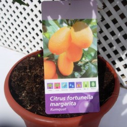 Kumquat