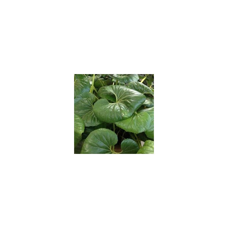 Farfugium japonicum giganteum