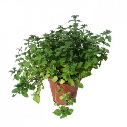 Mentha chocolate