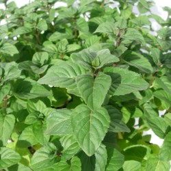 Mentha chocolate