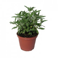 Salvia officinalis