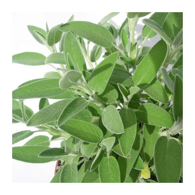 Salvia officinalis