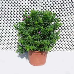 Polygala myrtifolia