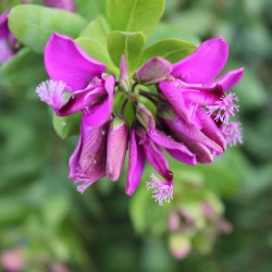 Polygala myrtifolia