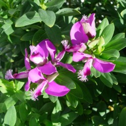 Polygala myrtifolia