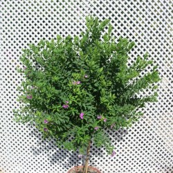 Polygala myrtifolia