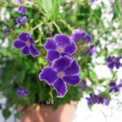 Duranta erecta repens