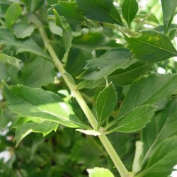 Duranta erecta repens