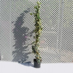 Hedera Gloria de Marengo