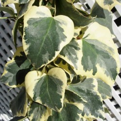 Hedera Gloria de Marengo