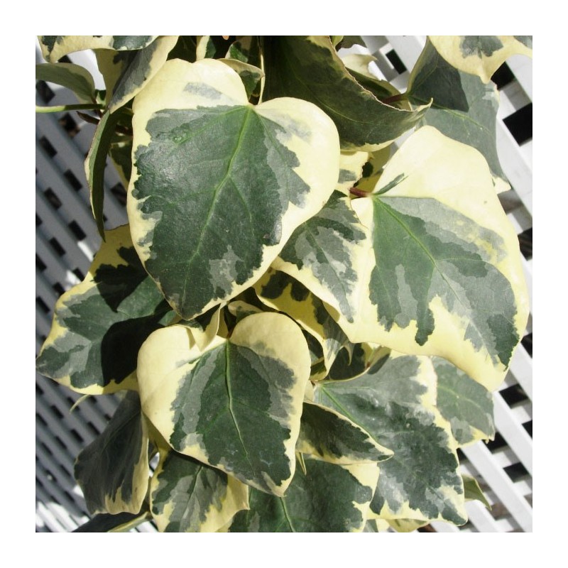 Hedera Gloria de Marengo