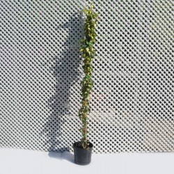 Hedera oro de boliasgo