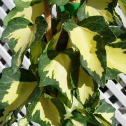 Hedera oro de boliasgo