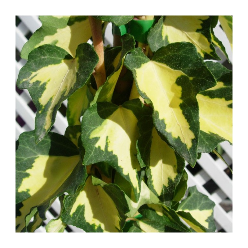 Hedera oro de boliasgo
