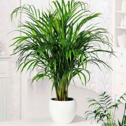 Areca lutescens
