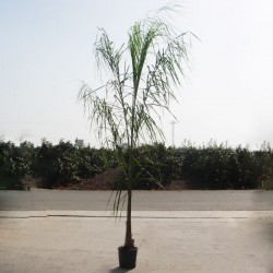 Arecastrum romanzoffianum