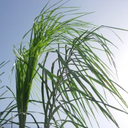 Arecastrum romanzoffianum