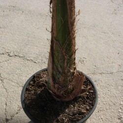 Arecastrum romanzoffianum