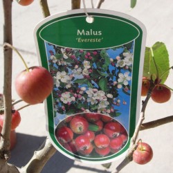 Malus everest