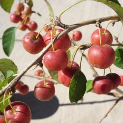 Malus everest
