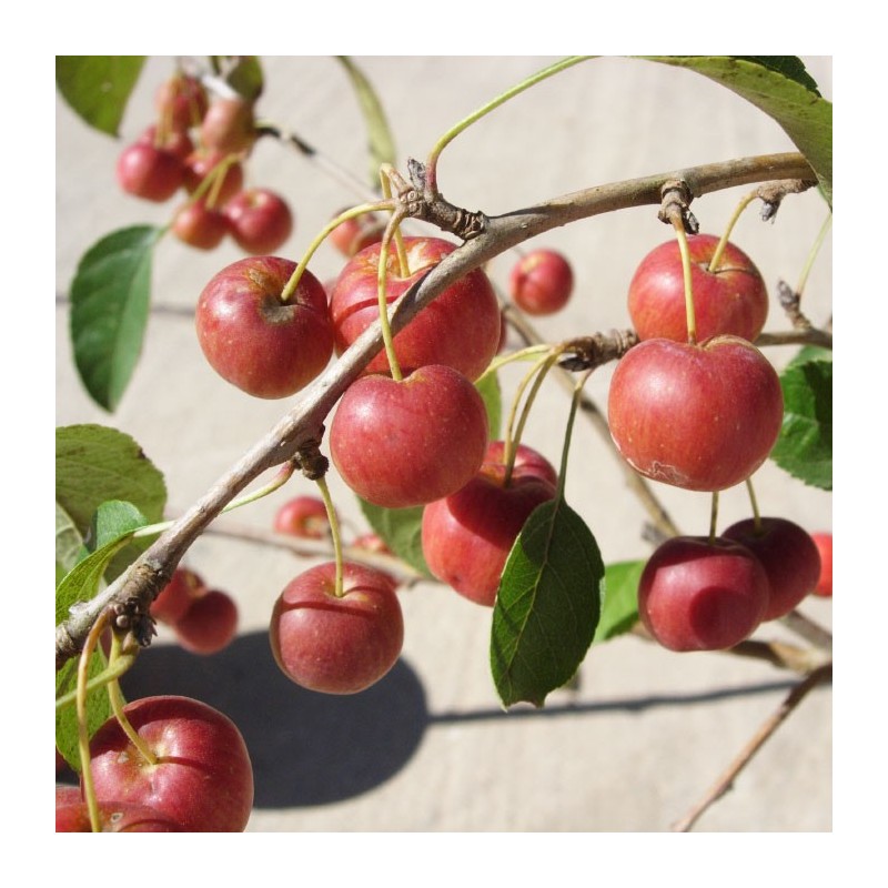 Malus everest