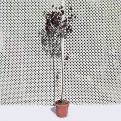 Prunus pisardi