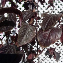 Prunus pisardi