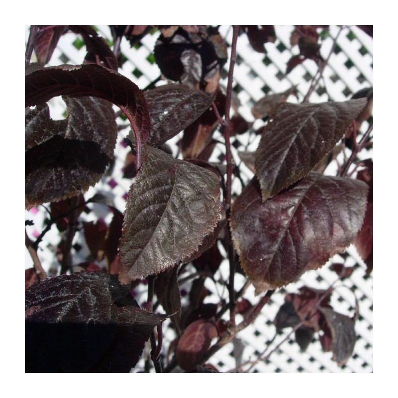 Prunus pisardi