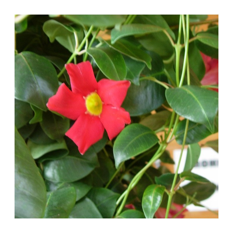 Dipladenia sanderi