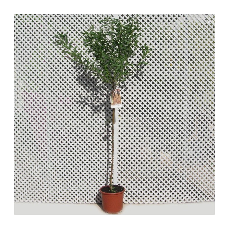 Almendro marcona