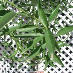 Almendro marcona
