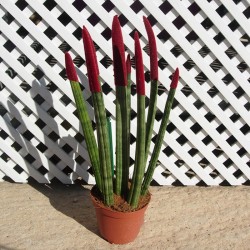 Sansevieria spaguetti decorada