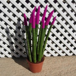 Sansevieria spaguetti decorada