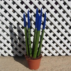 Sansevieria spaguetti decorada