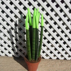 Sansevieria spaguetti decorada
