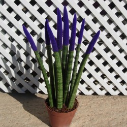 Sansevieria spaguetti decorada