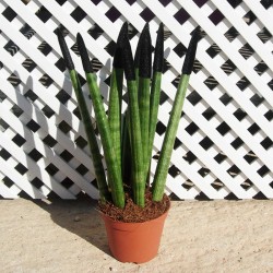 Sansevieria spaguetti decorada